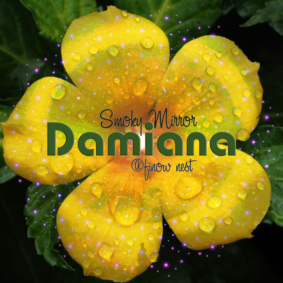Damiana Cover